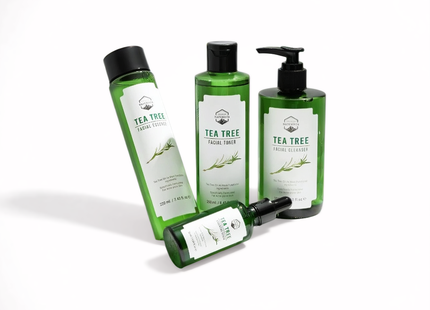 Coffret spécial arbre à thé